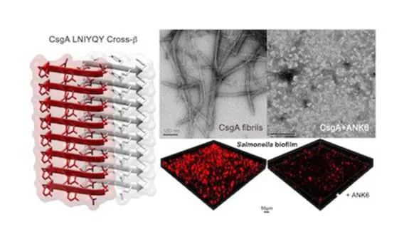 Salmonella Bacteria, Neutralized