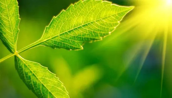 Electrolysis Gets a Natural Upgrade