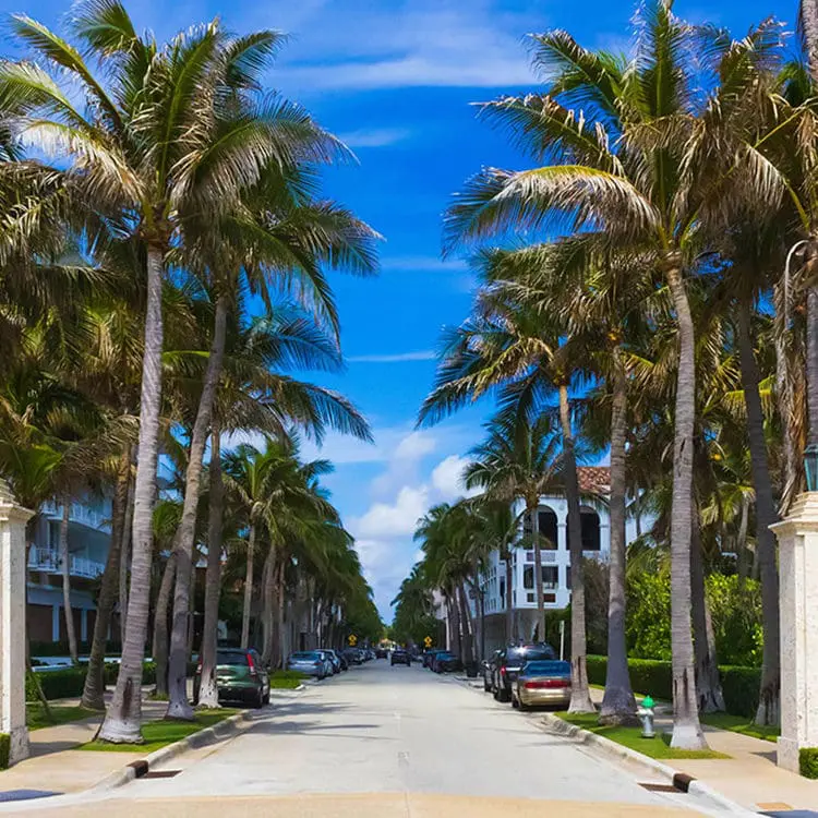 Road lined with palm trees in Palm Beach, FL | Donate to Support the Technion University | American Technion Society | How to Support Israel