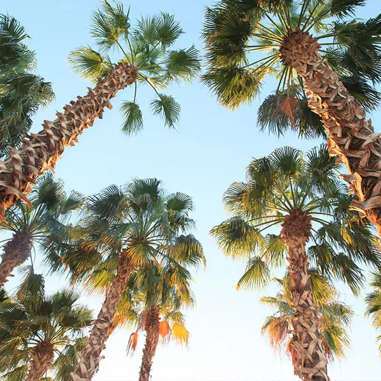 View looking up of palm trees at dusk in South Palm Beach | Donate to Support the Technion University | American Technion Society | How to Support Israel