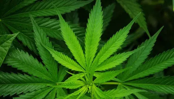 Medical Cannabis That Lasts for Months