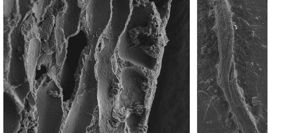 The porous helical microstructure of Jania sp. for red algae