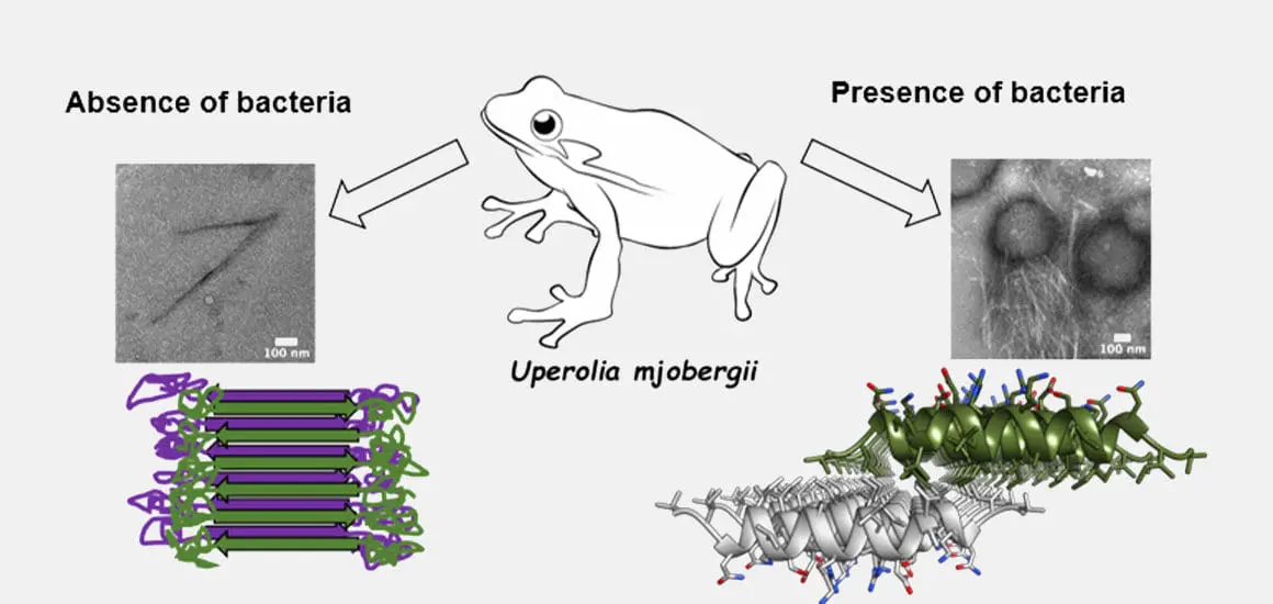 American Technion Society