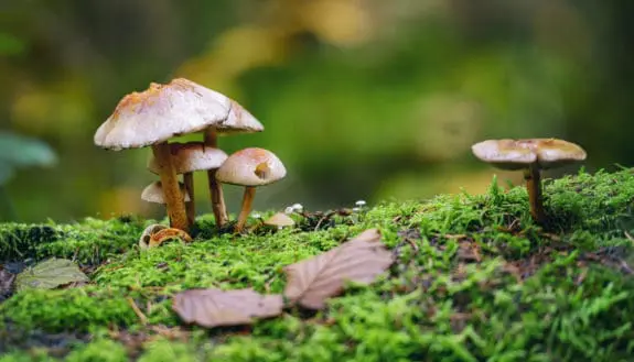 Mushrooms: Nature’s Next Super Material?