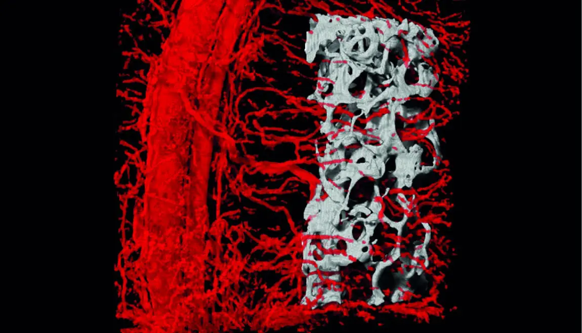 American Technion Society