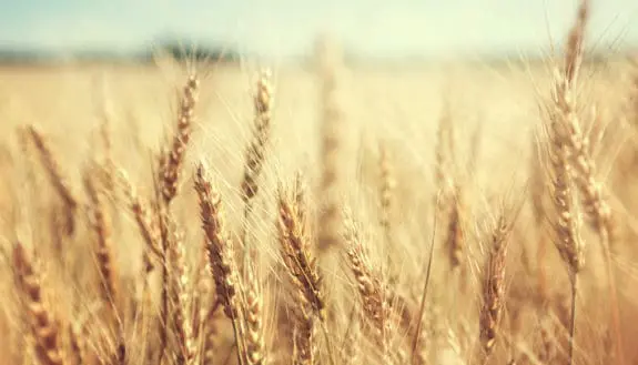 Alumni Corner with Sharon Devir ’88, M.S.’91