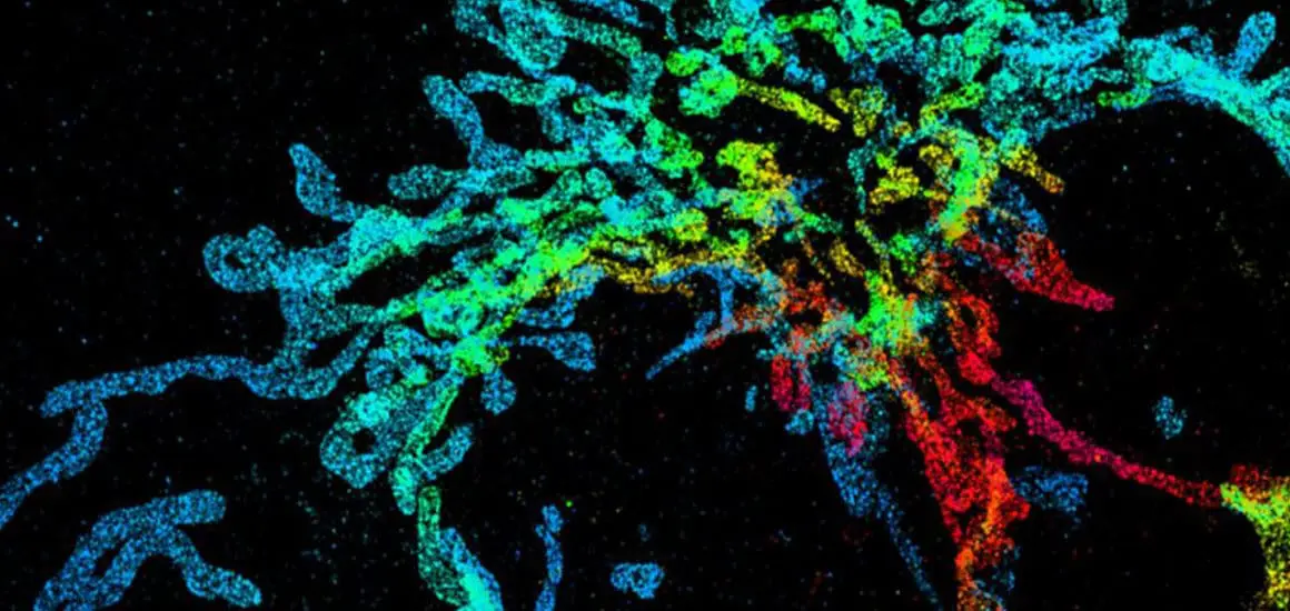 American Technion Society