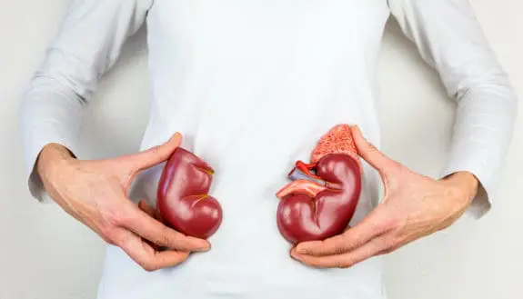 Tobacco Powers 3D-Printed Kidneys