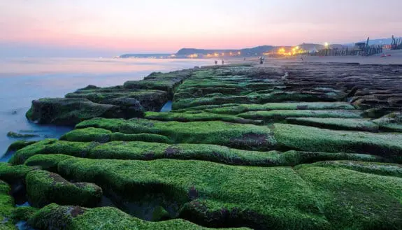 Electrical Energy from Seaweed? Yes, Really