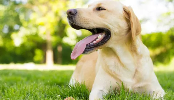 ReGum: A Cure for Canine Periodontitis