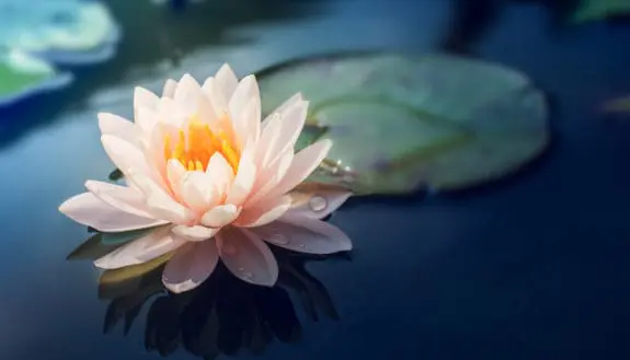 SafeWax Spray Fights Crop Wreckers