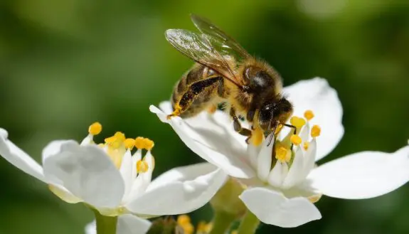 Honeybee Crisis Solution? Robo-Bees Are Here