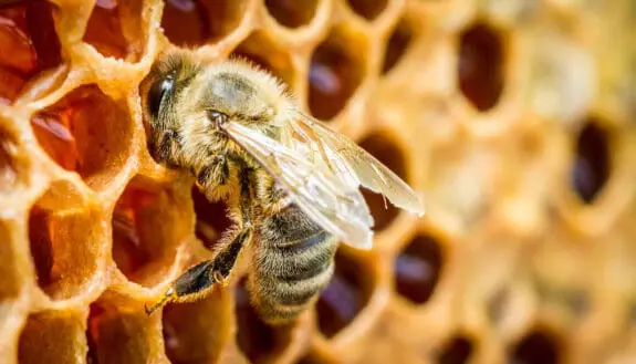 Saving Bees, One Smart Hive at a Time