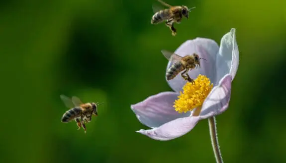 Machine Pollination Tackles Food Demands