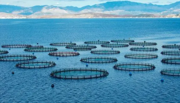 Can Smart Hoses Save Fish Farms?
