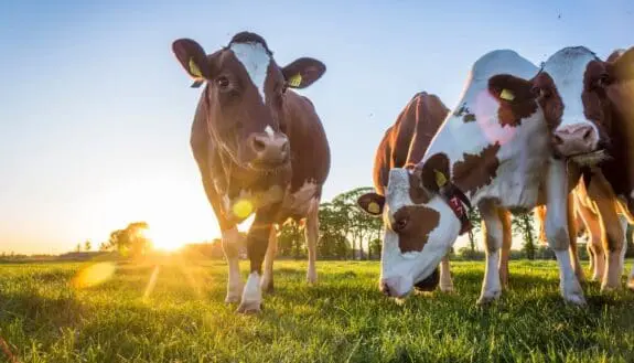 Robots Are Milking Cows?