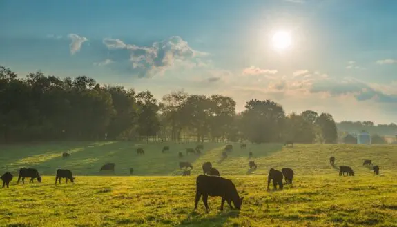 Flying Cowboys Herd Livestock
