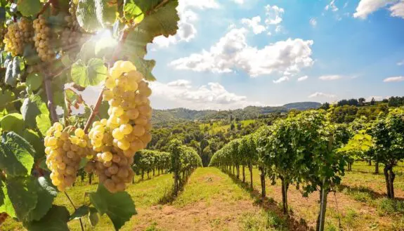 Turning Vineyards into Energy Powerhouses