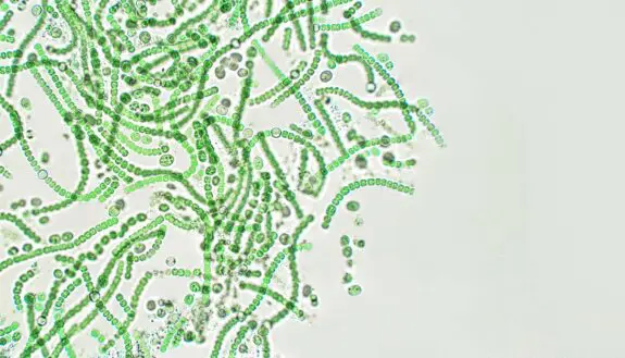 The Ocean’s Smallest Criminals Strike Again