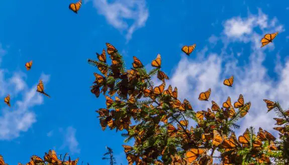 Small Solutions, Massive Impact