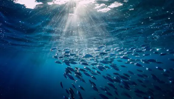 Israeli Researchers Use AI To Decode Underwater Fish Feeding