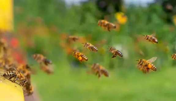 AI-Powered Hives Aim to Reverse Global Bee Decline