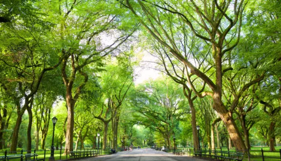 Cornell Tech’s Tree Canopy Project Builds a Cooler New York City