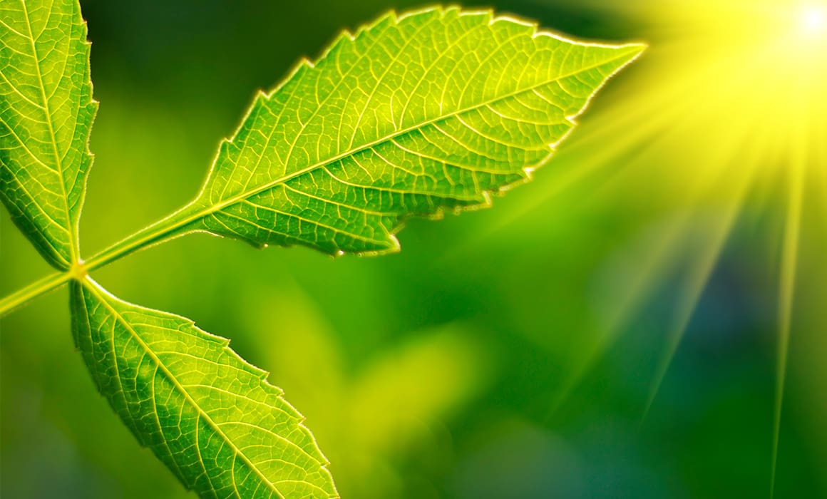 electrolysis Green leaf in sunshine | Donate to Support Israel | Technion University
