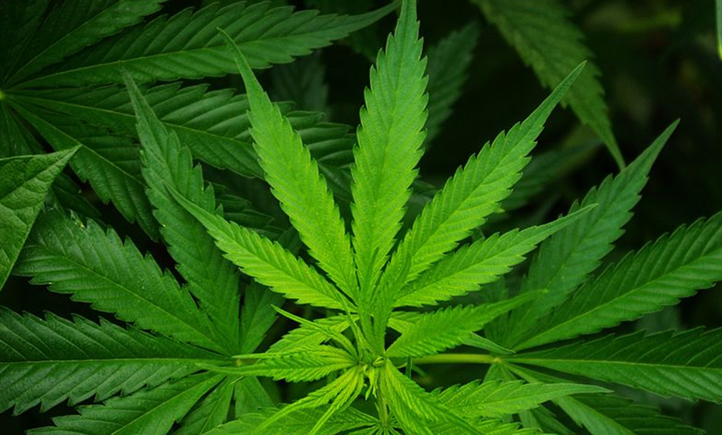 Cannabis plant closeup of leaf.
