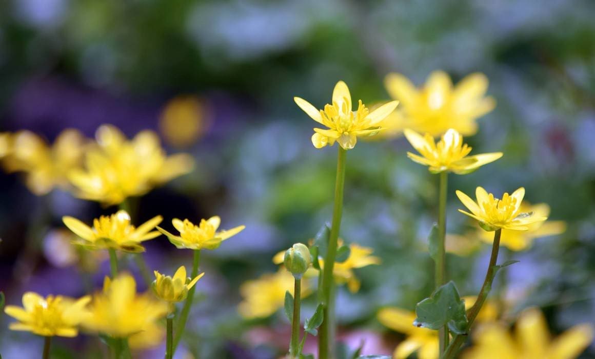 yellow flowers in a field for well-being | Donate to Support Israel | Technion University