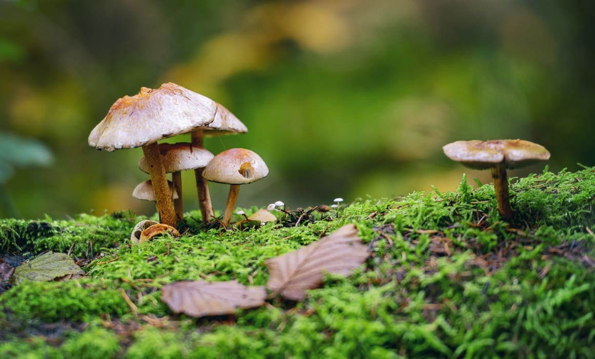mushrooms growing on green moss in forest | Donate to Support Israel | American Technion Society