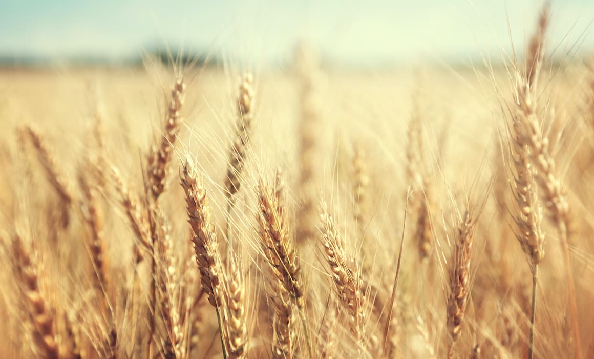 wheat in field | Donate to Support Israel | Technion University