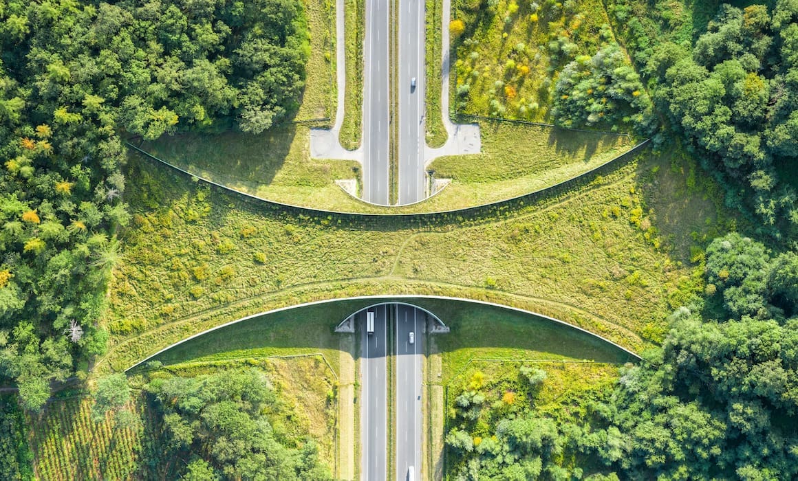 grass wildlife animal crossing space over roads with green trees | Donate to Support Israel | Technion University