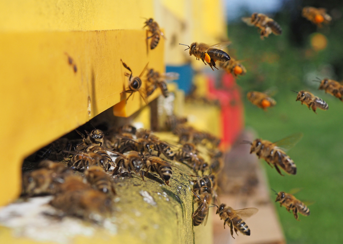 Bee Hive Close Up