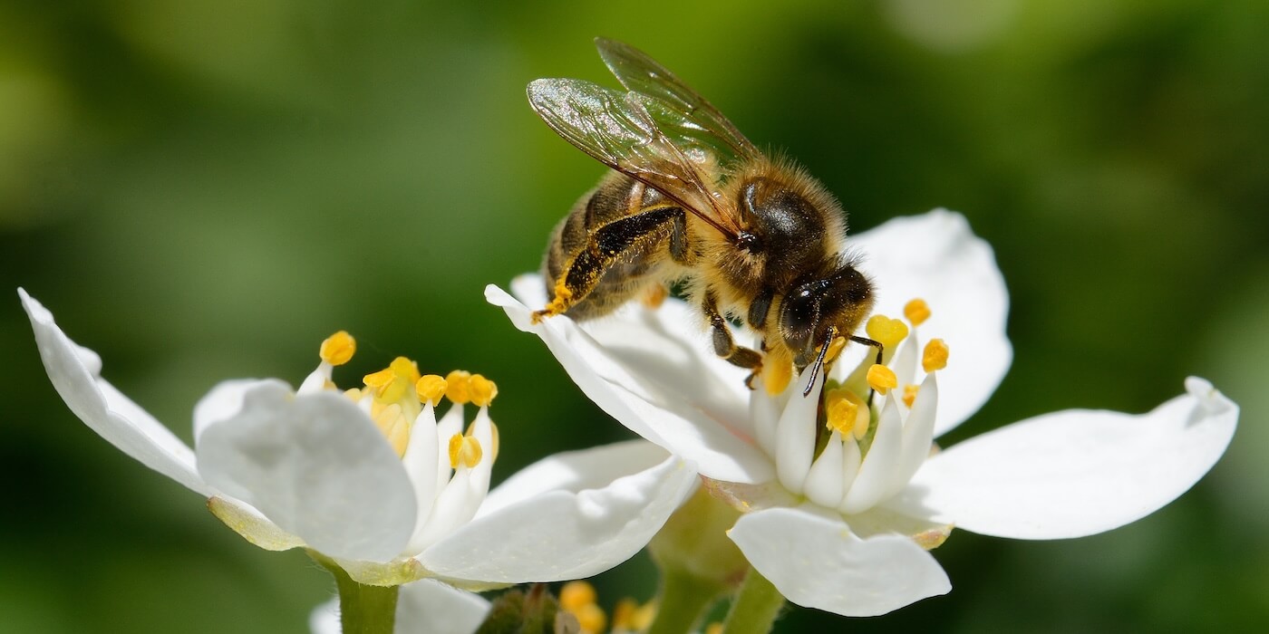 honeybee pollinating a white flower | Donate to Technion Israel | Support the Technion University