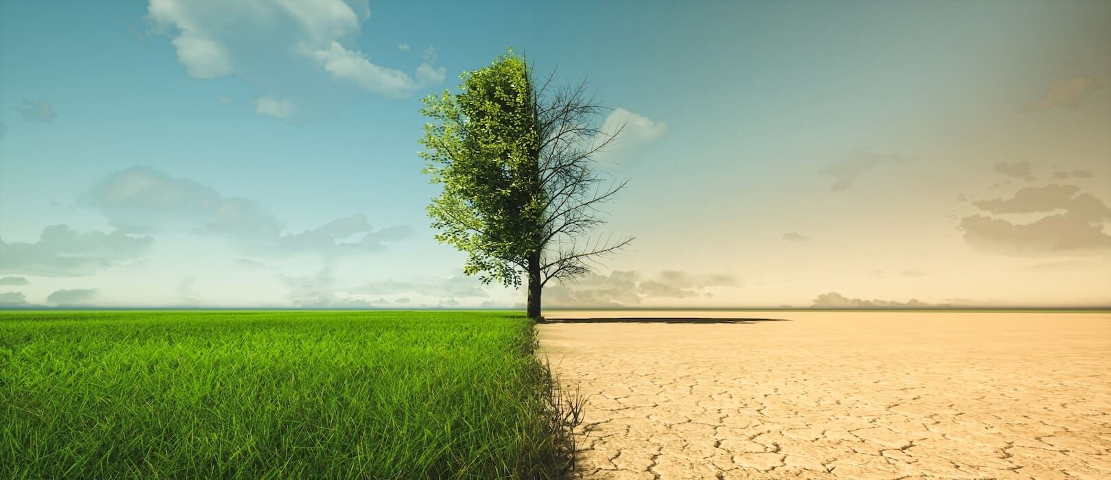 split photo with one half showing green grass and a healthy tree with drought conditions to the right | Donate to Israel | Technion University
