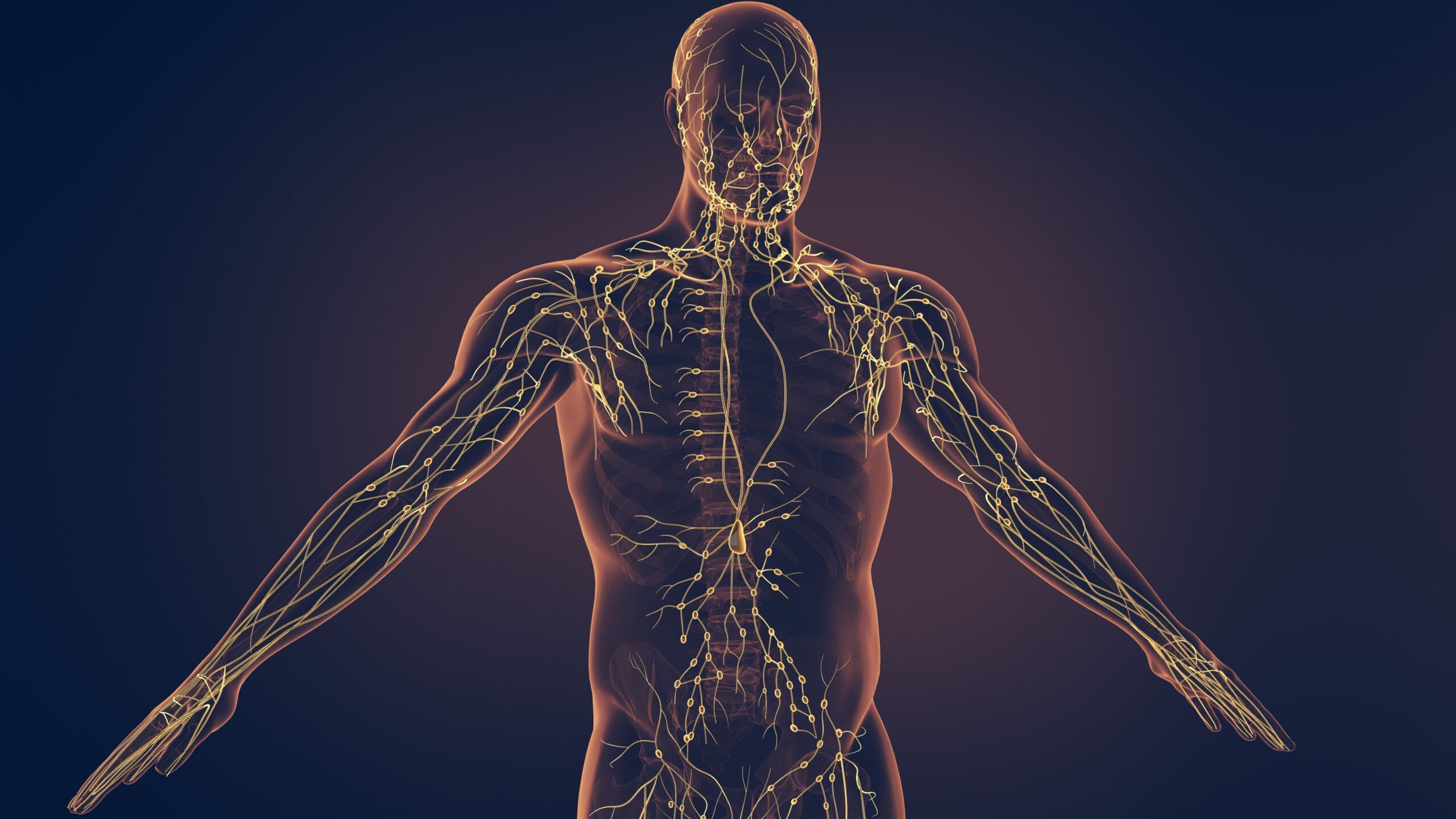 3D image of human torso with nervous system interlayed on black background