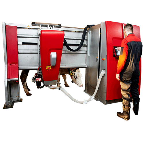 red and gray milking machine. man standing in foreground operating machine, cow in background being milked. white backdrop.