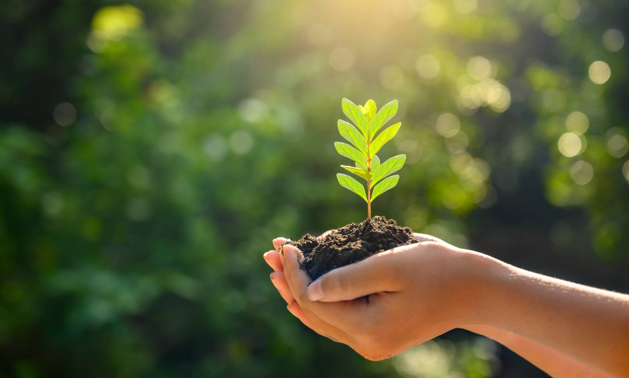 hand holding tree sapling in soil in foreground, blurred leafy background