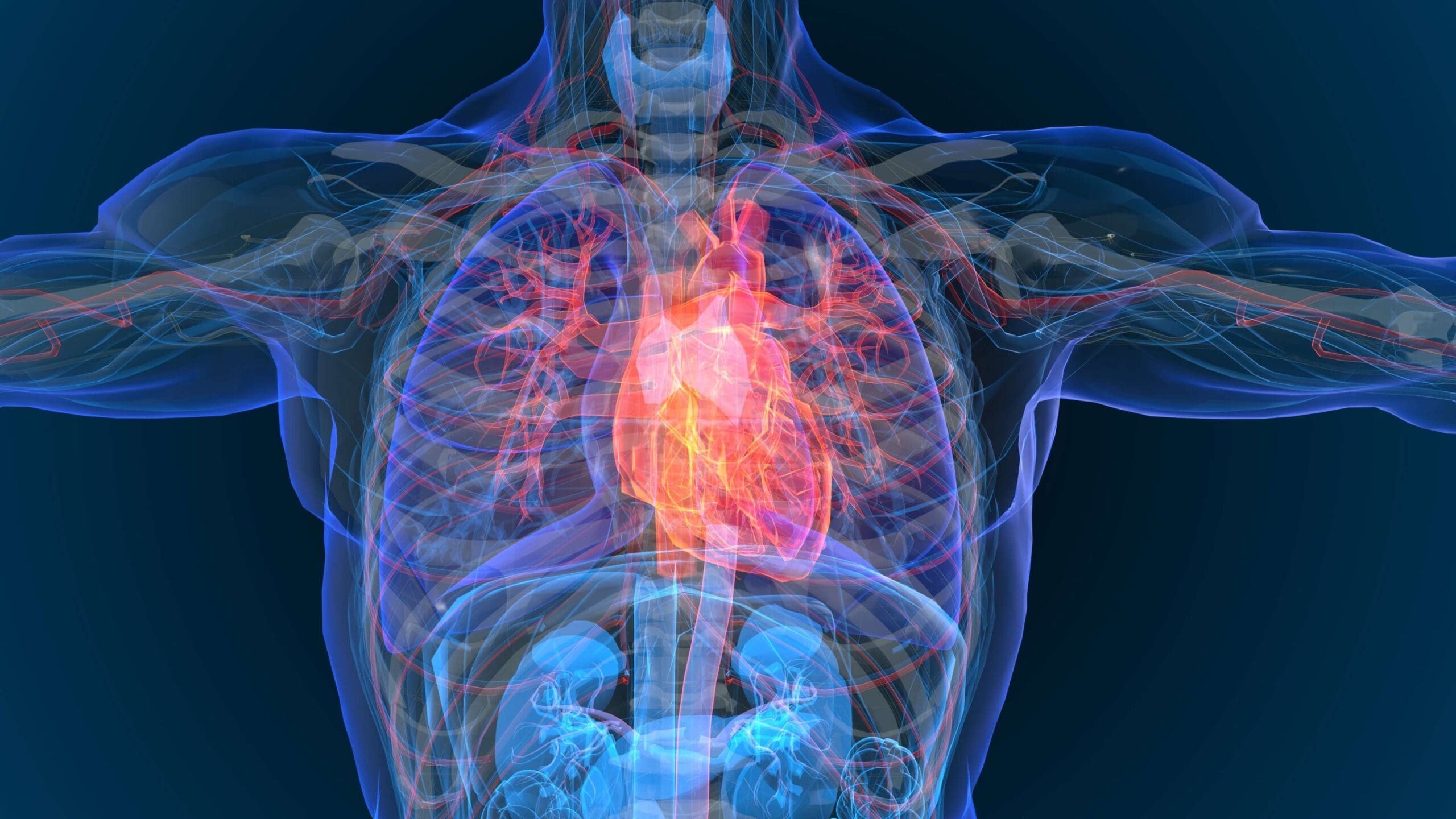 skeletal figure with organs overlayed in hologram. heart is highlighted