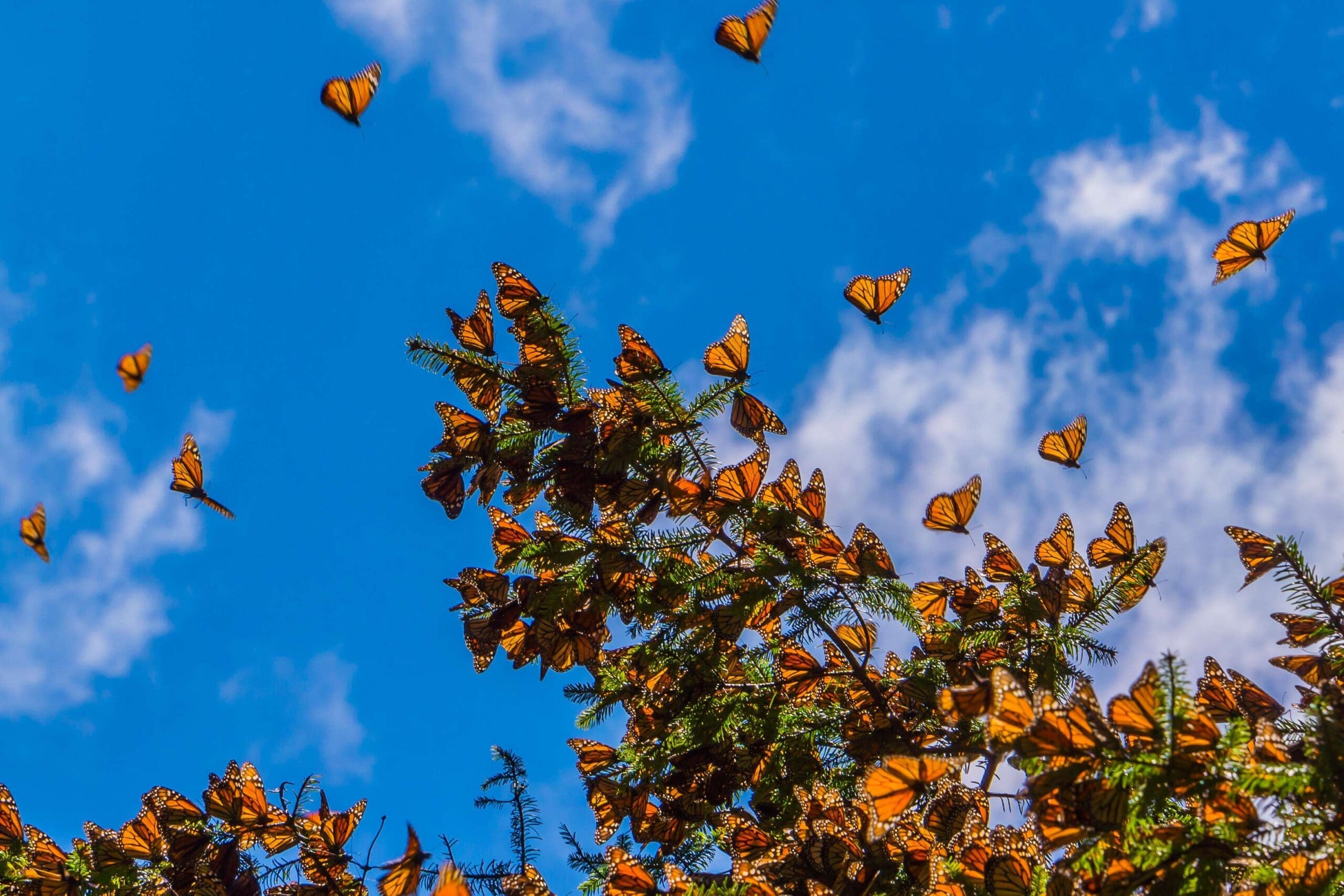 monarch butterflies flying through the aire in front of a tree with a blue sky in the background. | Pillcam