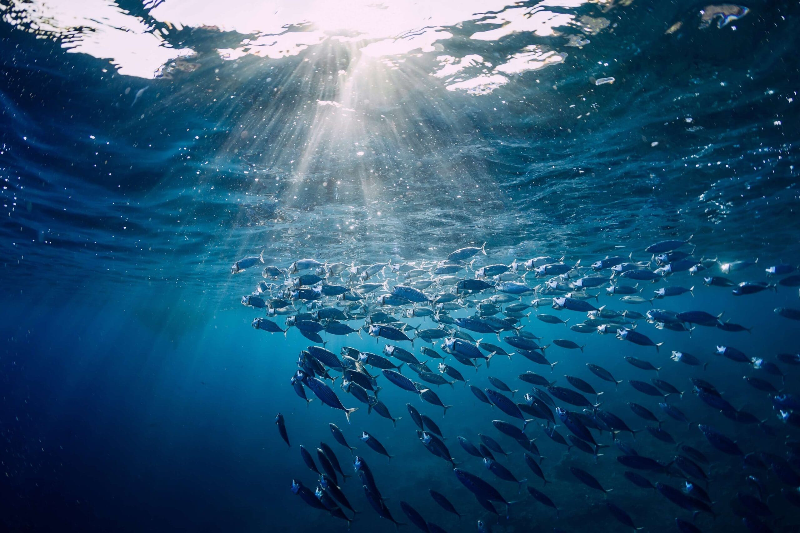 school of fish beneath the water surface, ray of sunlight beaming through | aquaculture monitoring | American Technion Society