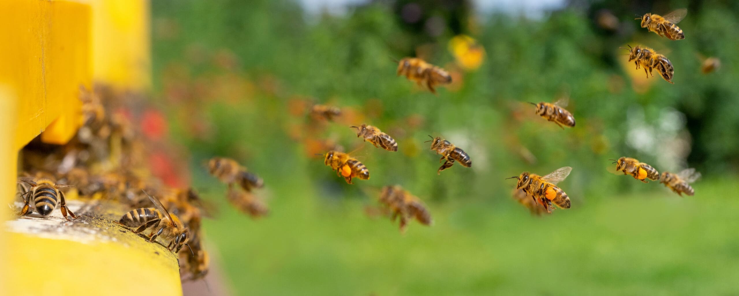 ai powered bee hive | American Technion Society | Donate to Israel