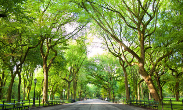 Tree Canopy | American Technion Society | Donate to Israel